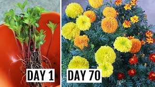 How Grow Marigold Plant (African & French) with All Care Tips screenshot 4