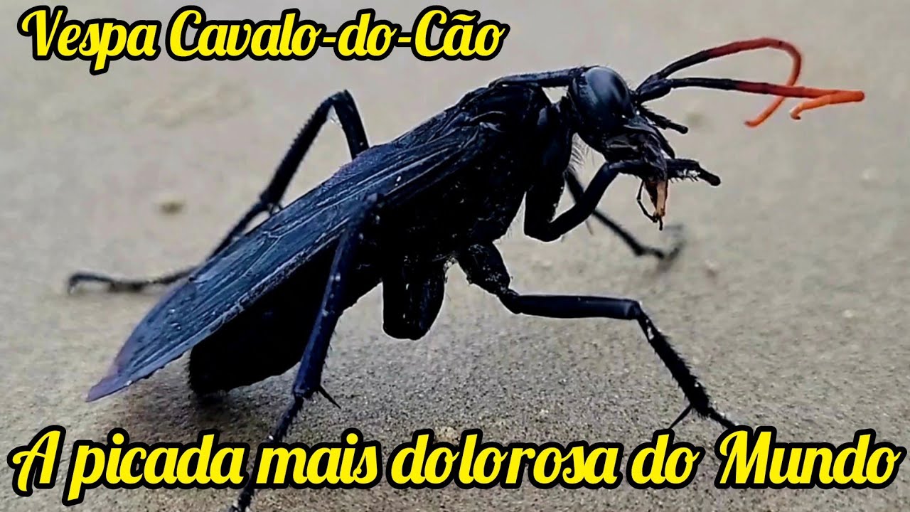 Vespa Cavalo do Cão - Curiosidades#4 