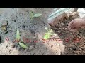 How to grow Tomatoes and Salad Patta, from seeds to plants