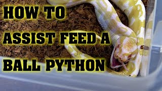 Assist Feeding ball python: how to save a babies life!!