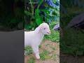 Oğlak Sesleri - Goat Sounds 🍬🐐 #cuteanimals #köyhayatı #naturallife #keçi #keşfet #viral #fyp