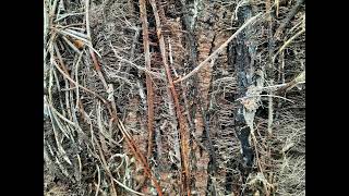 Leafblighter - Soft Focus screenshot 3