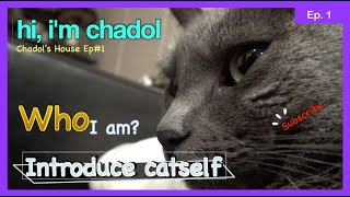 The Cat Daily Video - hi, I'm chadol /Korat Cat Vlog by Chadol's House 280 views 4 years ago 2 minutes, 25 seconds
