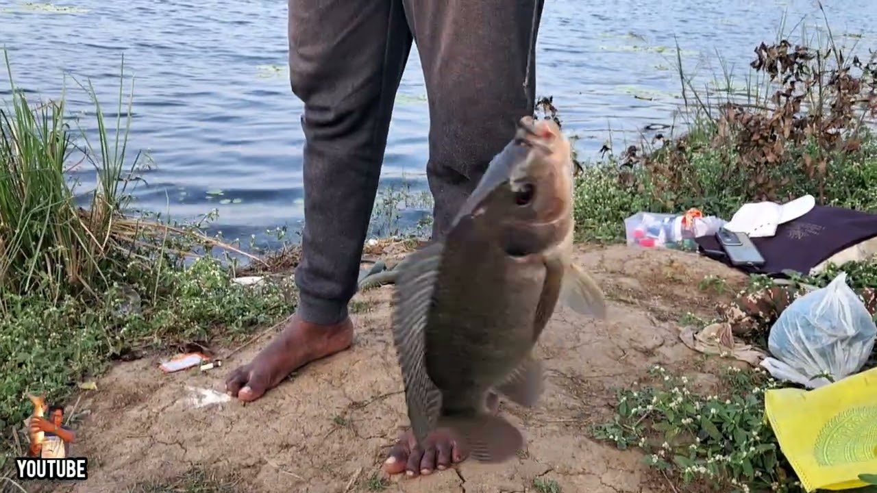   💥ஒற்றை முள்🪝 தூண்டிலில் பெரிய ஜிலேபி மீன்கள்👍Big size Tilapia fishes catched Single hook rod/v-107