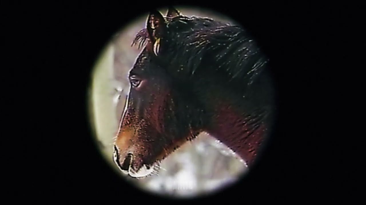 YE, JAMES BLAKE, DON TOLIVER - THIS ONE HERE / SHOWTIME