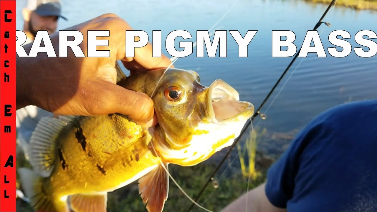 pikelets RARE PIGMY FISH 1 in a MILLION DEFORMITY Caught ALIVE!