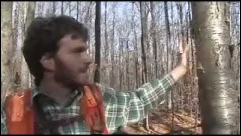 The Forest Industry Today - Tree  Marking