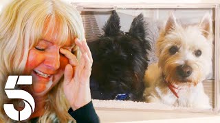 How To Help a Grieving Dog | Dogs Behaving (Very) Badly | Channel 5