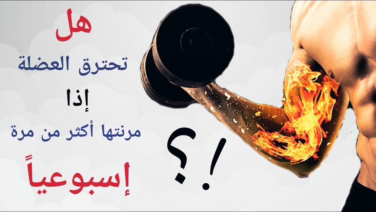بالدراسات | حقيقة تمرين العضلة مرتين إسبوعياً !!