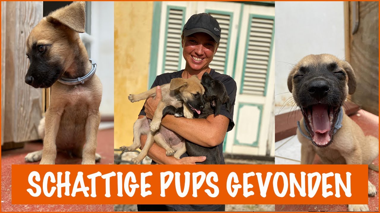 Moeilijke tijden: nieuw nestje met pups gevonden | DierenpraatTV