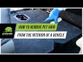 How to Remove Pet Hair from the Interior of a Vehicle | Limelight Detailing