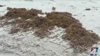 What’s that smell? Sargassum washes ashore at Jacksonville Beach