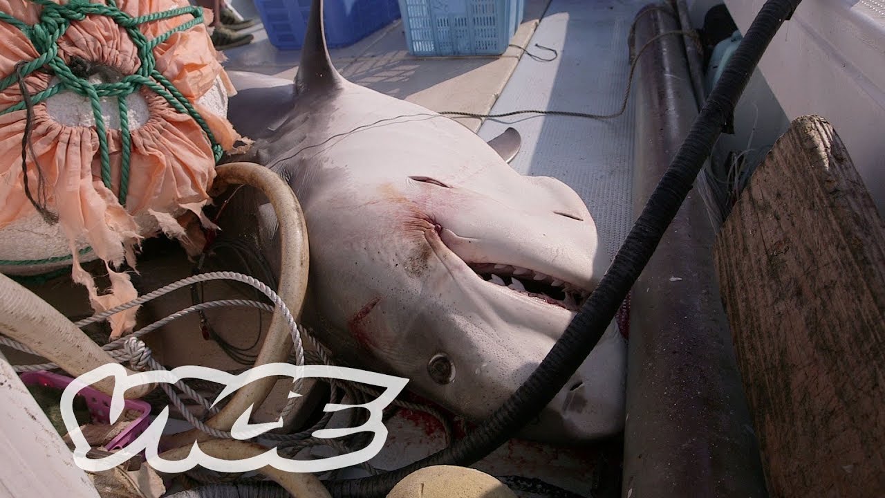 Hunting Sharks In Japan Part 2 Youtube