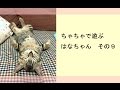 先住猫さんであそぶ　はなちゃん　その９