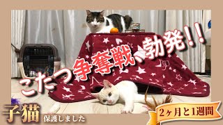 こたつの取り合いをする新参子猫と先住猫 - ミルクティーのような子猫♀を保護しました【2ヶ月と1週間】 -