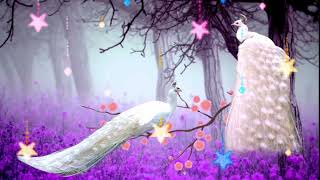 Peacock background no copyright video/peacock copyright free video