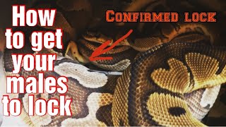 How to get your ball python male to lock, and bouns tips for Breeding!