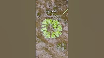 Riccia | Liverwort