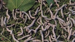 How to Raise Silkworms!
