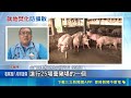 直擊金門發現海漂豬陽性！卓榮泰啟動跨部會防線、肉品禁運本島｜三立新聞LIVE