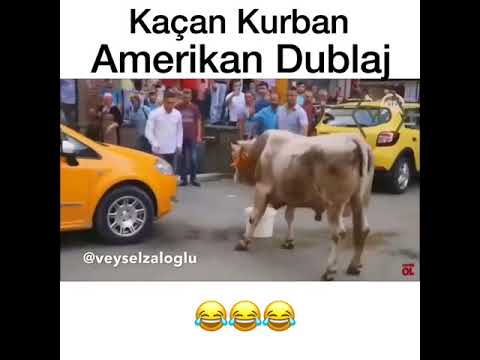 Kaçan Kurbanlık Dana Amerikan Dublaj