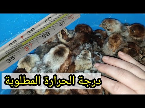 كم درجة الحرارة المناسبة لإستقبال صوص الدجاج أول خروجه من الفقاسة الحاضنة متى نبدأ الأكل