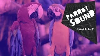 Parrot - sound effect - no copyright (HQ)