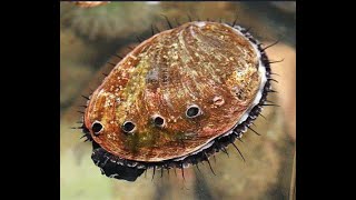 Science Talk: Ann Vileisis: Abalone