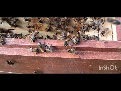 🎬Бджільництво в Ірландії, вихід і посадка роя. 🐝