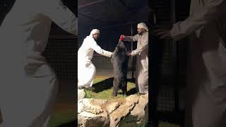 ترويض الدب الاسود