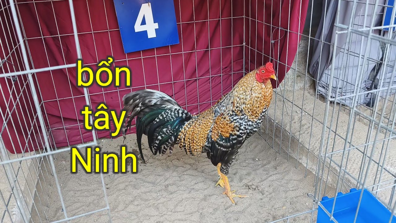 Bổn tây ninh,anh em xem tham khảo, ưng ý Sài bổn bên em 