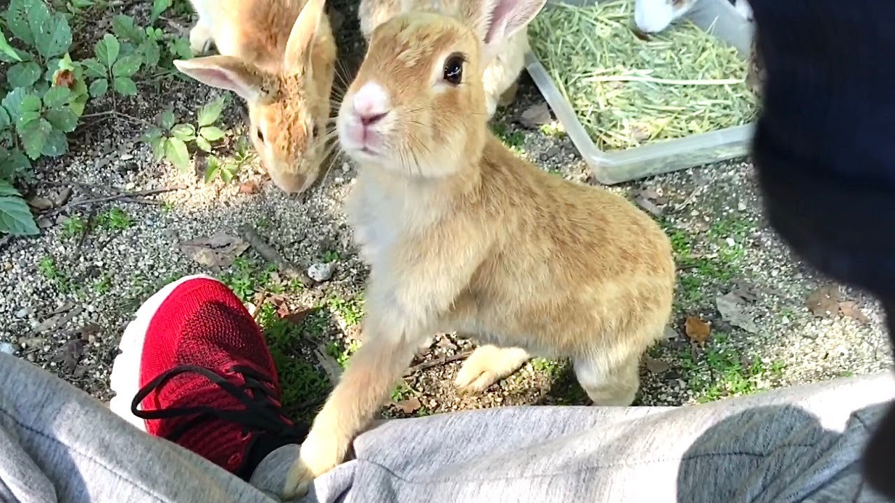 Pampered Rabbit A pampered rabbit I wanted to take home from the island - YouTube
