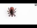 Ticks In Michigan Ticks In Michigan