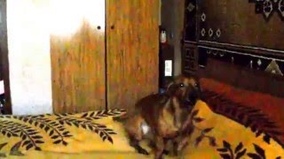 Dachshund sings.Такса Феликс поет греческие песни.(Видео предоставлено Ириной Зименковой., 2015-12-24T17:51:44.000Z)