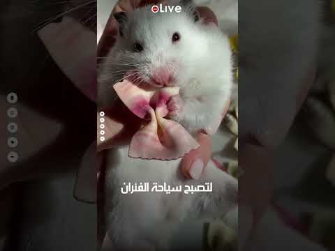 سياحة الفئران أحدث طرق الجذب للمناطق الموبوءة في نيويورك ما القصة