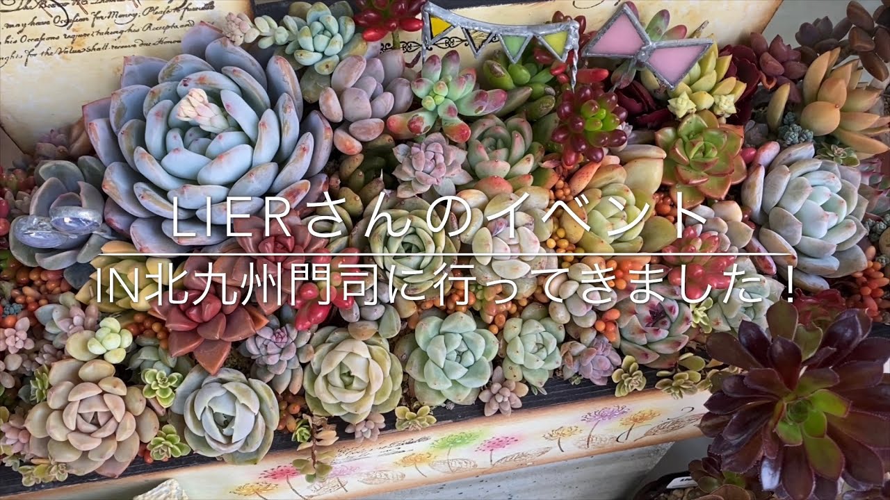 多肉植物 Lierさんの多肉イベントin北九州門司に行って来ました Youtube