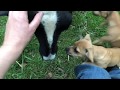 Willow asks for heads scratches but gets loads of puppy licks