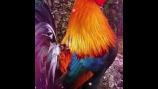 Kombadi  palali - dj Lucky & dj