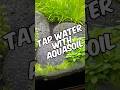 Using Regular Tap Water With Aquasoil In A Planted Aquarium!