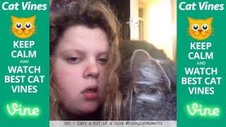 Ultimate Cat Vines Compilation #6 - October 2015 by Ultimate Cat Vines 11,597 views 8 years ago 15 minutes