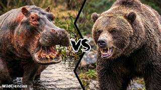 Hippo vs Bear - Who Would Win?