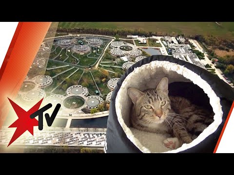 Video: Über 100 Katzen Und Hunde Aus Der Obersten Etage Des überschwemmten Tierheims Gerettet