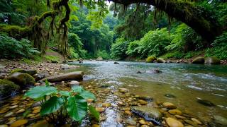Harmonious Birds Chirping, Beautiful Stream Sounds, Love Nature Sounds, Cozy Paradise for Deep Sleep