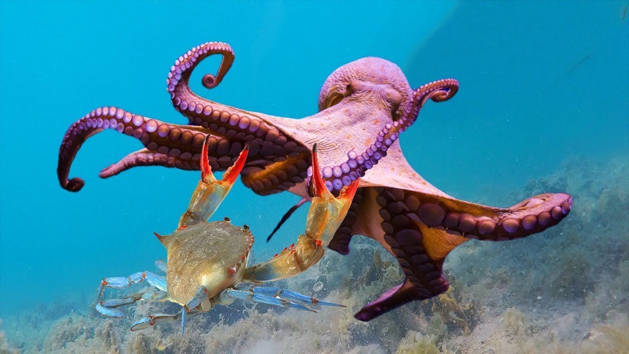 How Do Octopus Eat Crabs