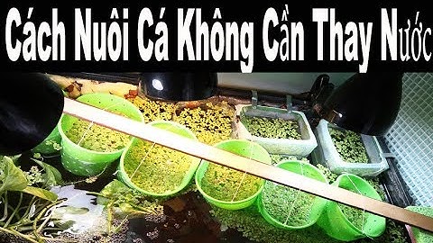 Vlog 51: Cách Nuôi Cá Không Cần Thay Nước ( dành cho những bạn không có thời gian chăm sóc hồ cá)