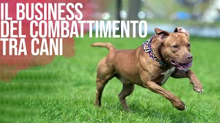 Il Business Dei Combattimenti Tra Cani by Funny Pets 1,537 views 1 year ago 4 minutes, 53 seconds