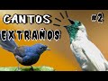 Los Cantos MÁS EXTRAÑOS y misteriosos de las AVES 😱😱#2: ¡DESCUBRELOS AQUI!⚠️