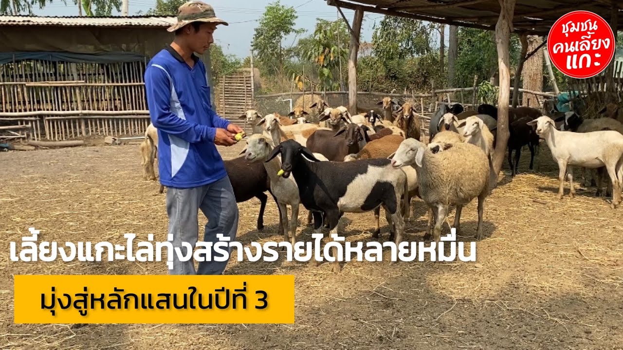 เลี้ยงแกะไล่ทุ่งสร้างรายได้หลายหมื่น มุ่งสู่หลักแสนในปีที่ 3 @ชุมชน คนเลี้ยงแกะ