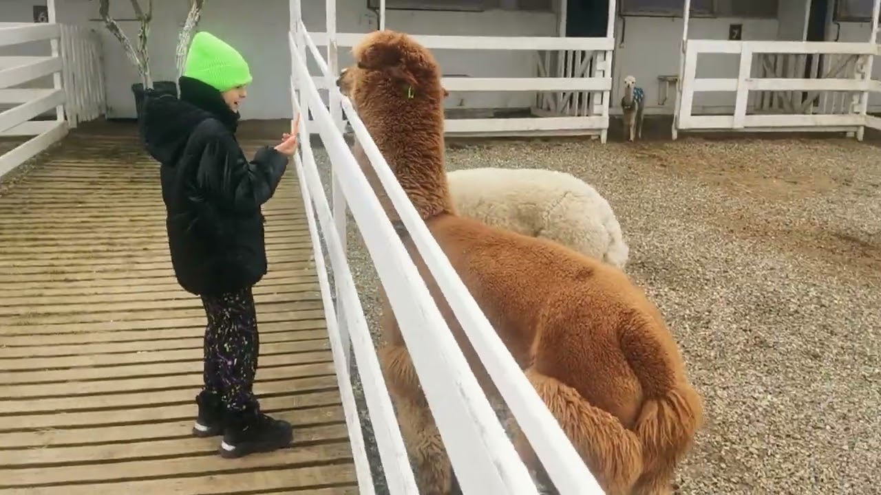 Ферма Альпак. Выходной день. 