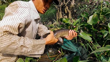 Đặt Lờ Cá Lóc , Cái Nào Cũng Dính Cá Kiểu Này Thì Giàu To